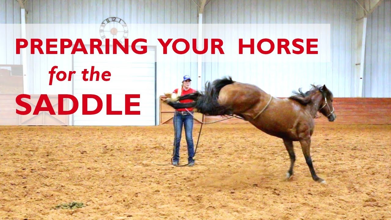 Preparing for the Saddle - How to properly use the flank rope | Nala's journey Part 4