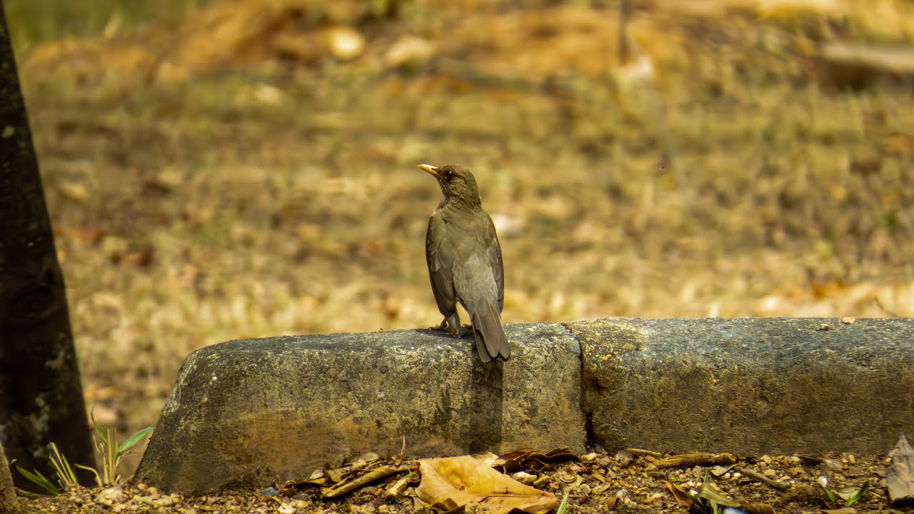 O comportamento do Sabiá-poca - Turdus amaurochalinus registrado em vários momentos