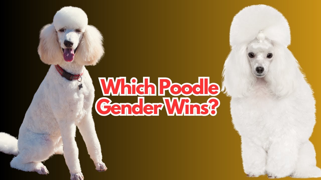 Male Vs Female Poodle: 8 Differences Between Them