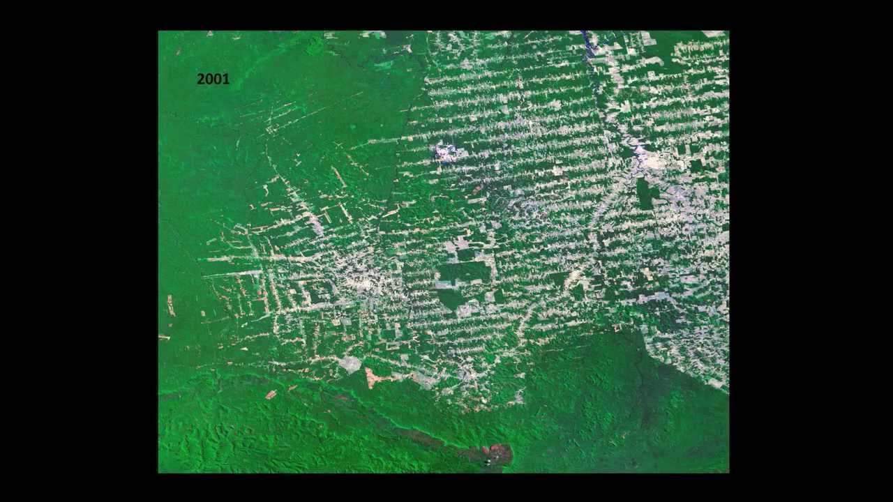 The incredible (endangered) biodiversity of the Amazon rainforest | Jorge Rodrigues | TEDxUTA