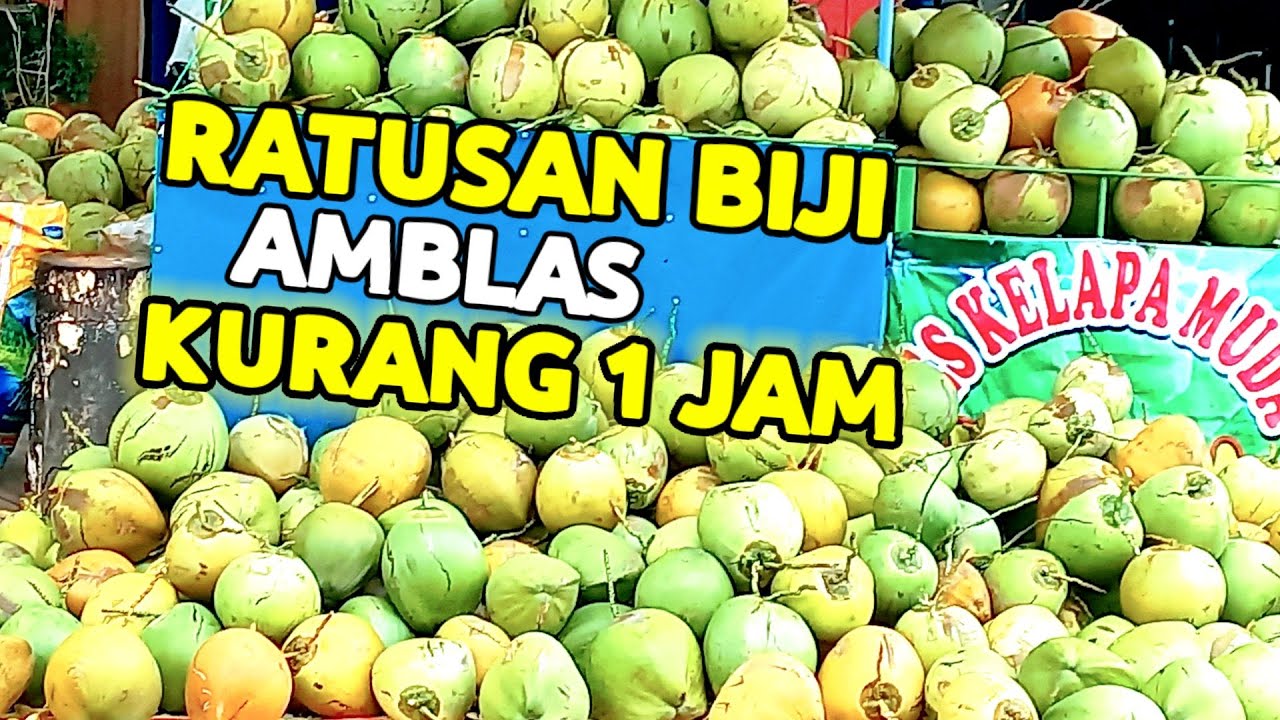 PASUTRI HEBAT KURANG DARI 1JAM RATUSAN BIJI KELAPA MUDA AMBLAS||ide usaha 2023