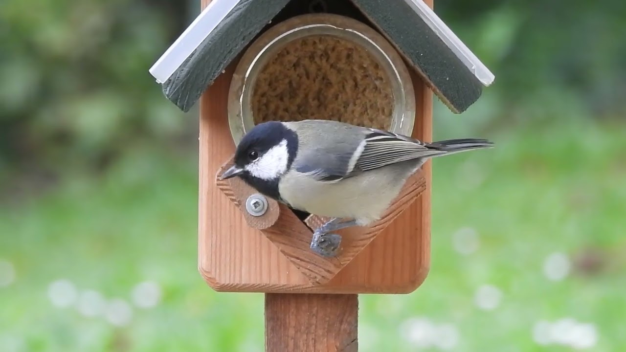 Die Kohlmeise genießt die Erdnussbutter
