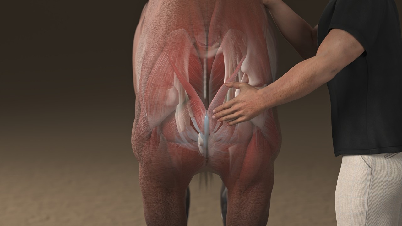 Equine Myofascial Bodywork - Working the Pectorals