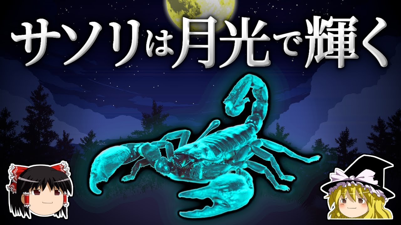 天敵から身を隠すために、発光する体を手に入れた生物 ～サソリ～【ゆっくり科学】