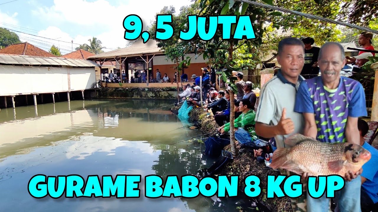 Mancing borongan gurame babon 8 kg up‼️senar banyak yang putus | 9,5 juta 10 peserta