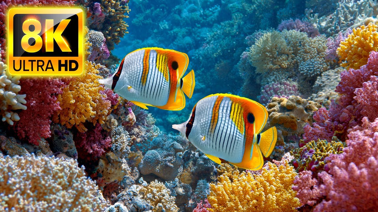 Stunning 4K Aquarium Video – Amazing Fish Tanks in Ultra High Definition 🐟 Relaxing Music For Sleep