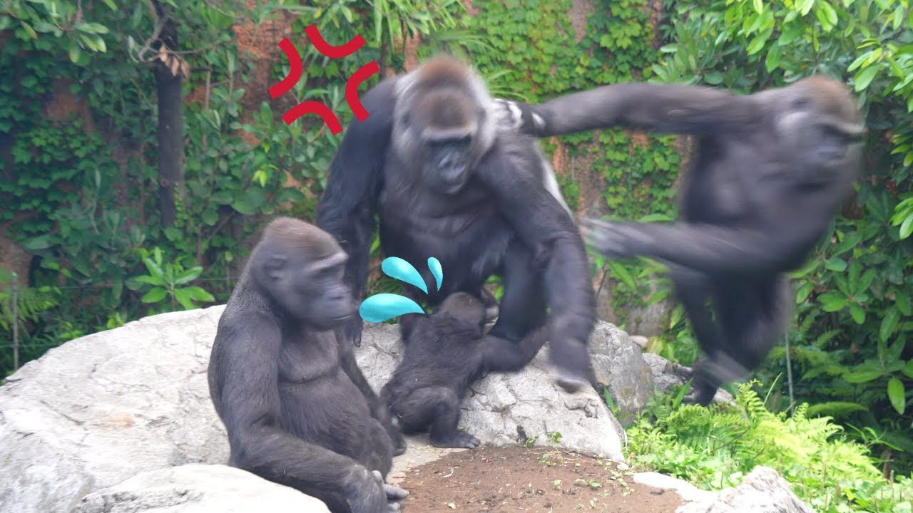 Momoka's attack made baby gorilla Sumomo frightened and Momoko angry | Gorilla Haoko Troop