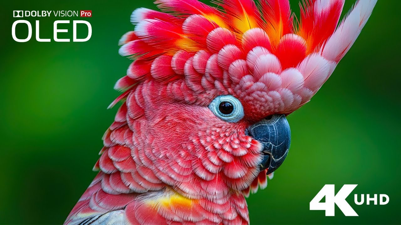 Animals 4K Relaxation Film 🦁 Peaceful Nature Music for Calm, Sleep & Stress Relief