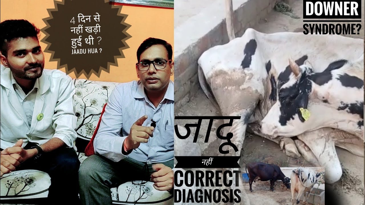 Downer cow! Isoflupredone Toxicity! Diagnosis and Treatment