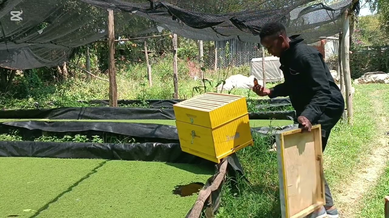 I Finally started Beekeeping ! Here's what happened 🐝.