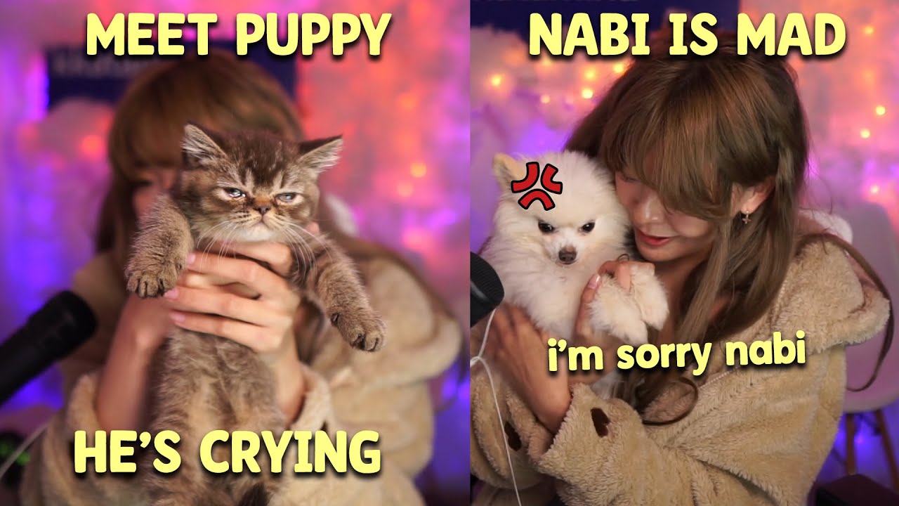 Nabi Gets Jealous of Miyoung's New Cat (Puppy)