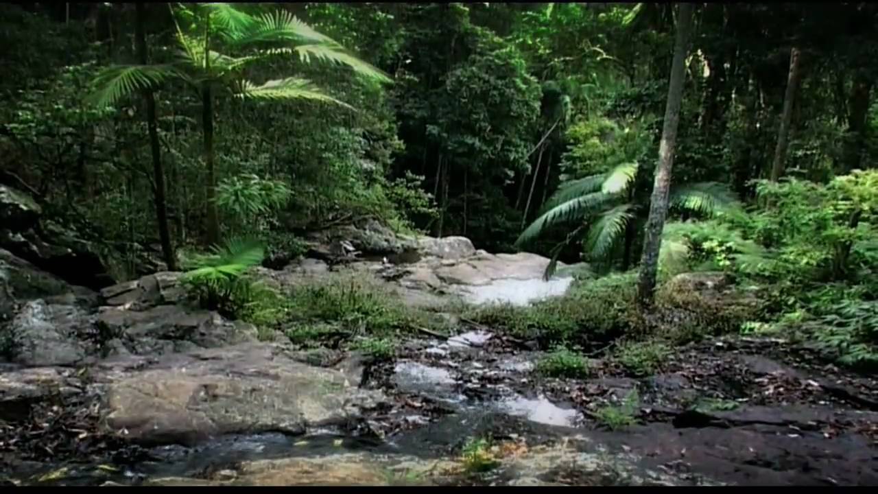 Rainforest: Beneath the Canopy Part 02