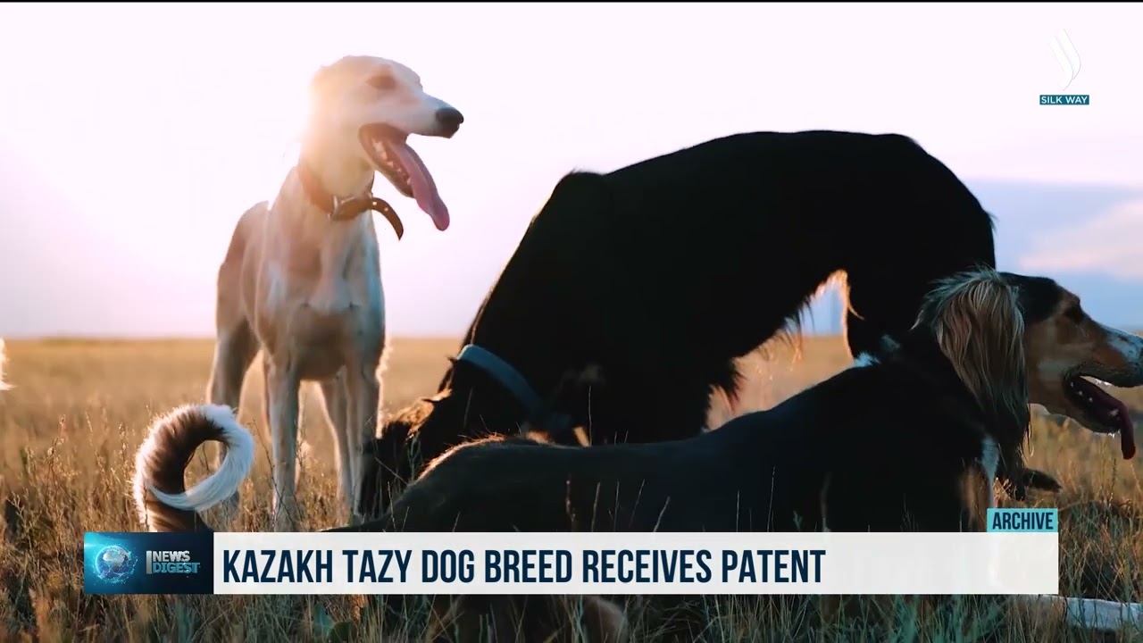 Kazakh Tazy dog breed receives patent
