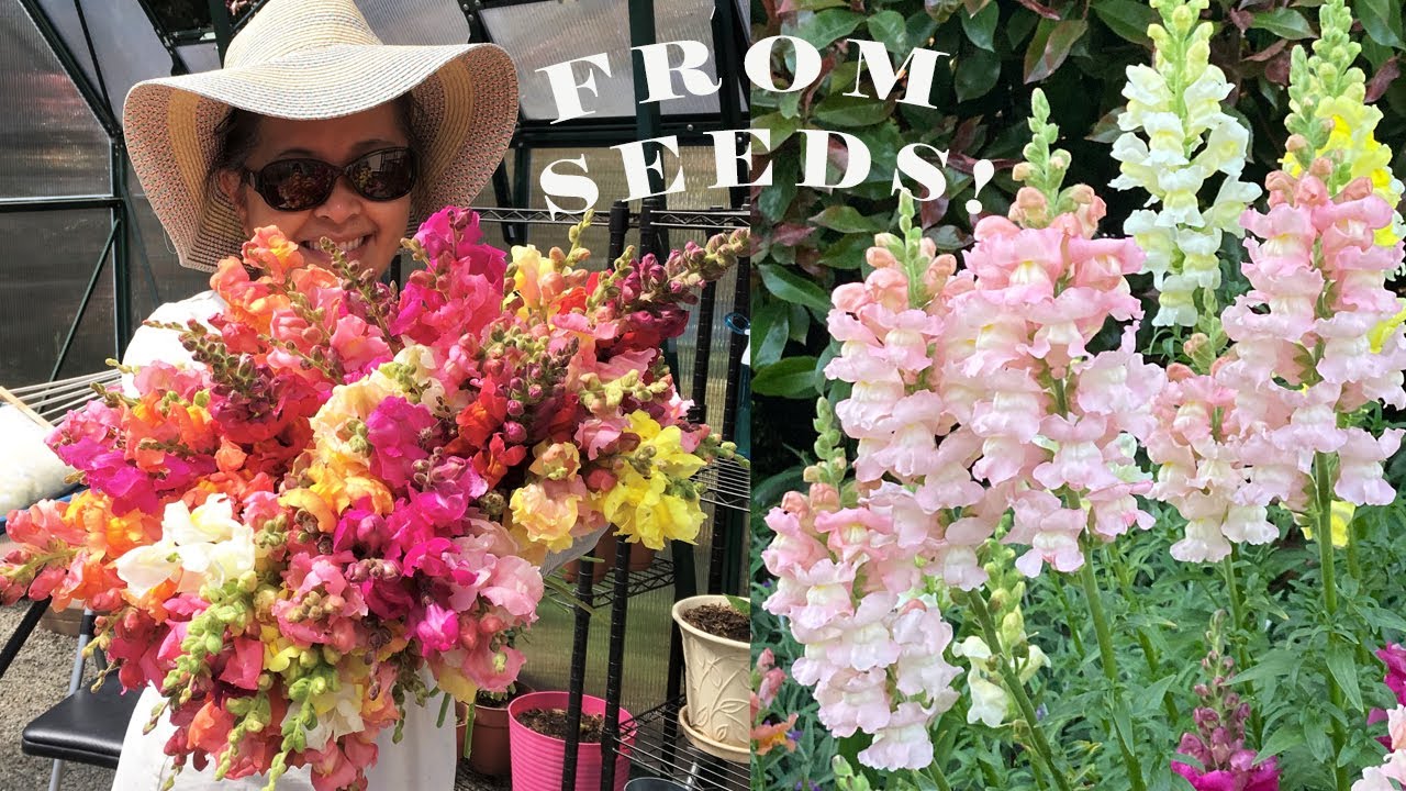 Planting Snapdragon Seeds.  This is how we start our plants! 🌸💐🌼