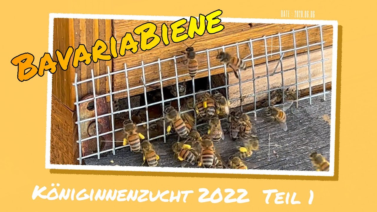 Königinnenzucht 2022