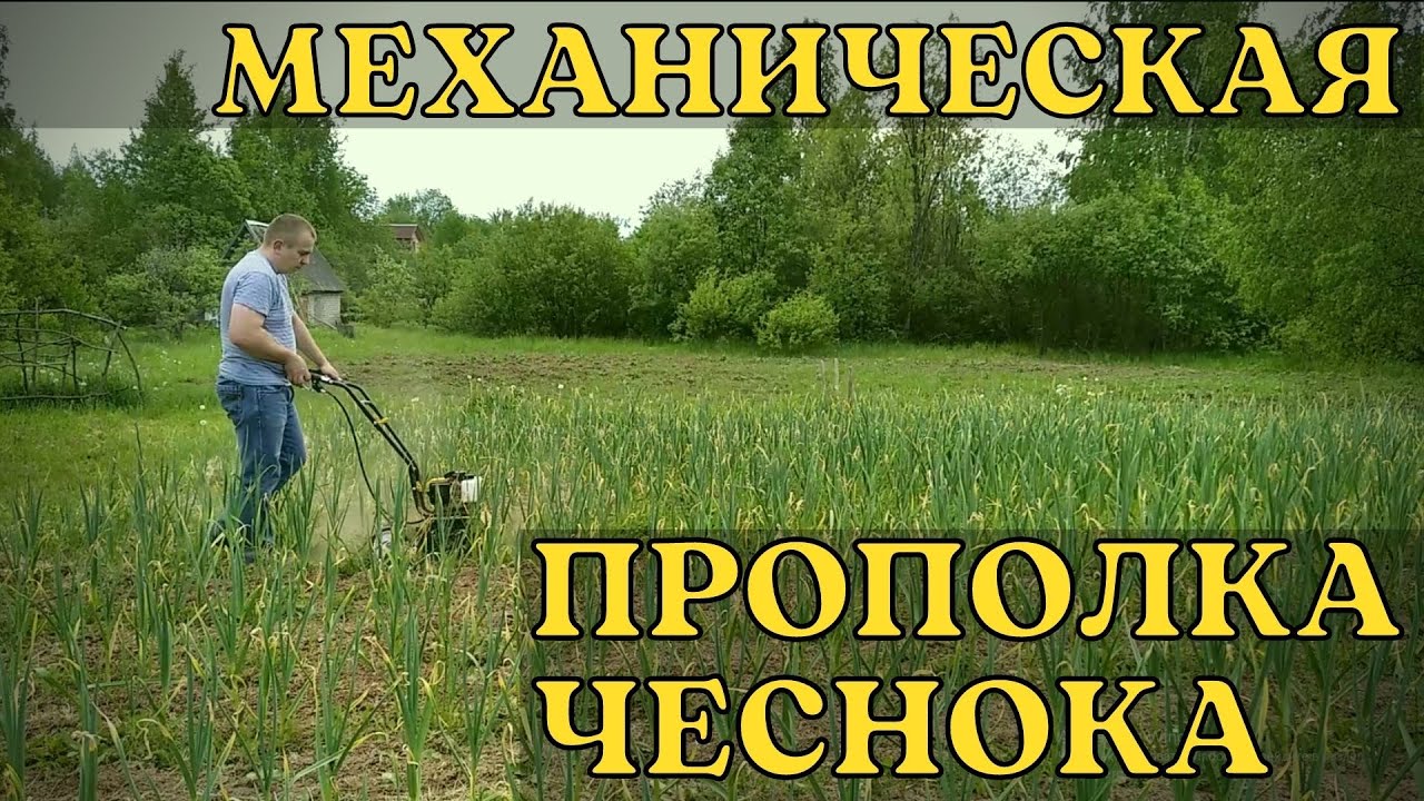 Механическая прополка чеснока культиватором Champion GC252