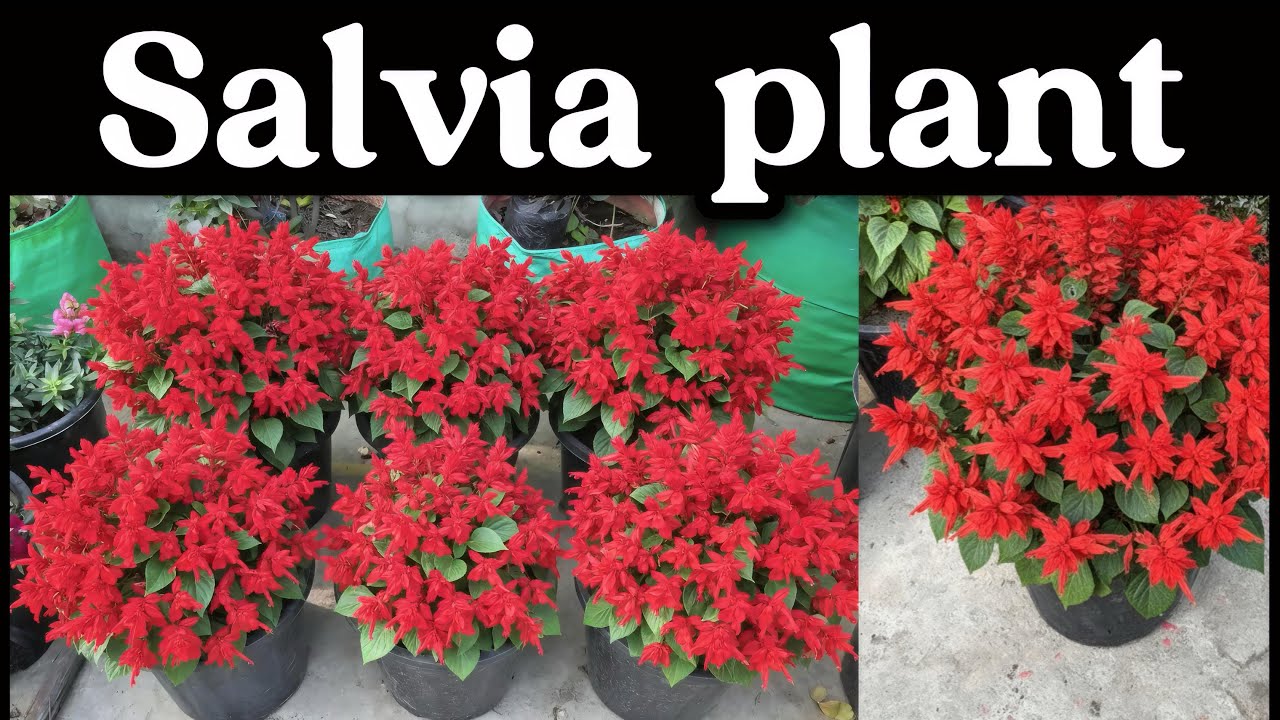 सर्दियों का सुंदर पौधा | Salvia Plant Care Tips | Winter Flowering Plant 🌼