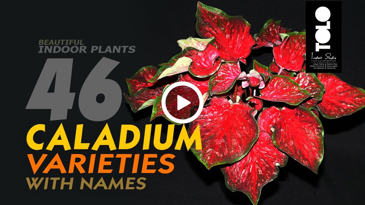 Caladium Varieties names