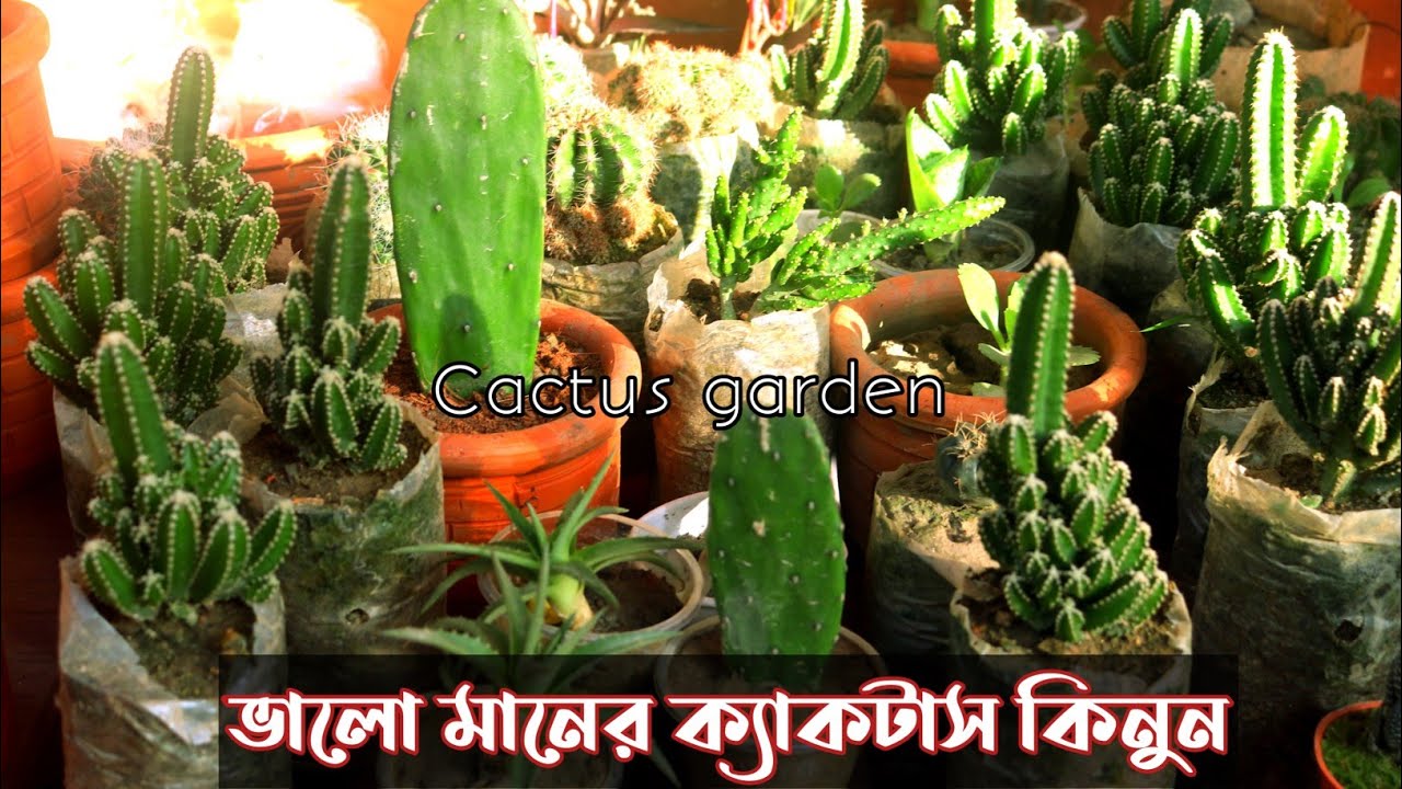 Cactus Plants | Cactus & Succulent Plants Price| ক্যাকটাস গার্ডেন | krishi kaj