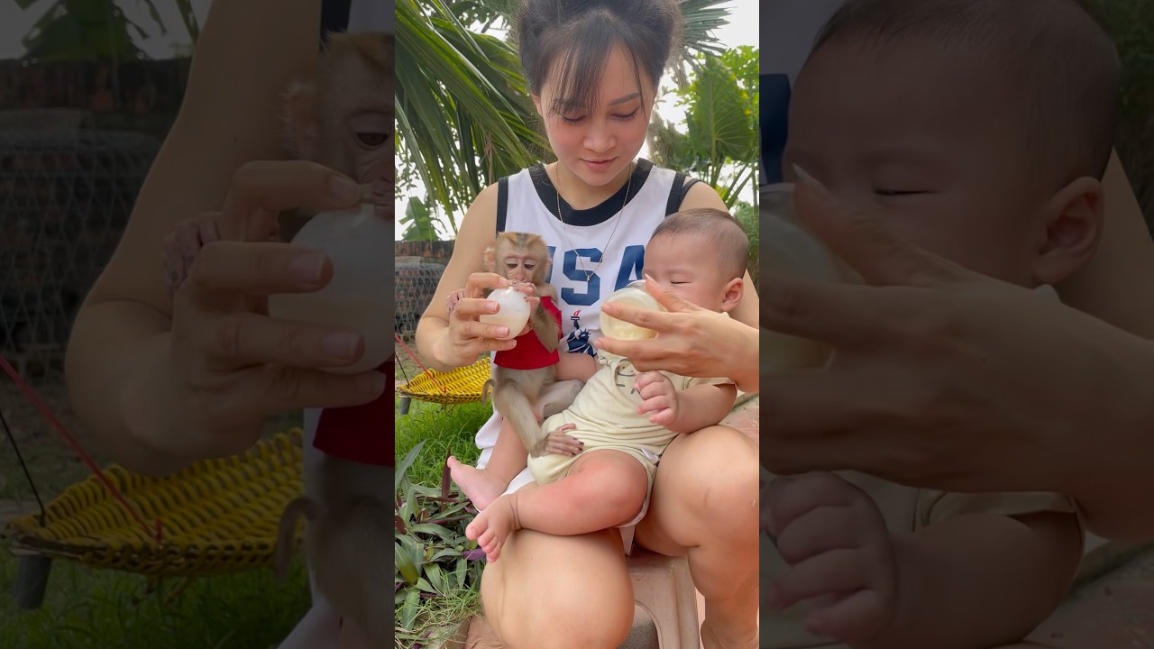 Baby monkey Susu wants to drink baby milk😤