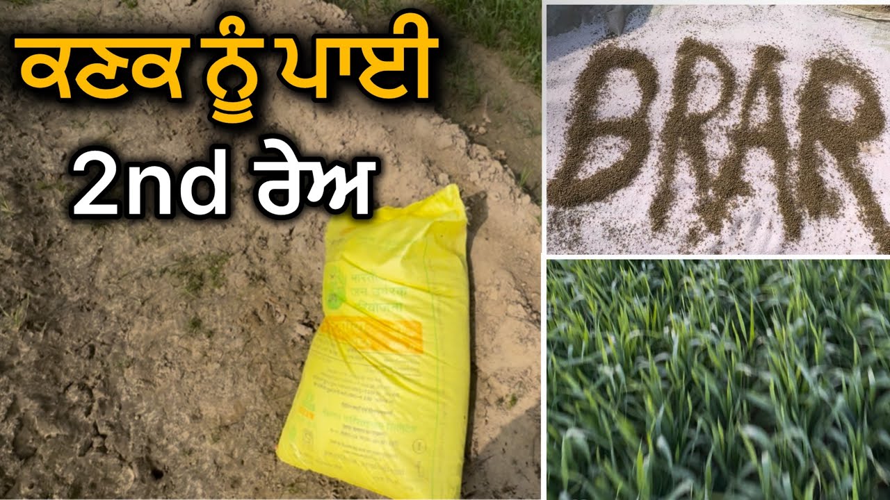 Kanak Nu Payi 2nd Reo //Dap+Urea ||Aonkar Brar #farming #newvlog 