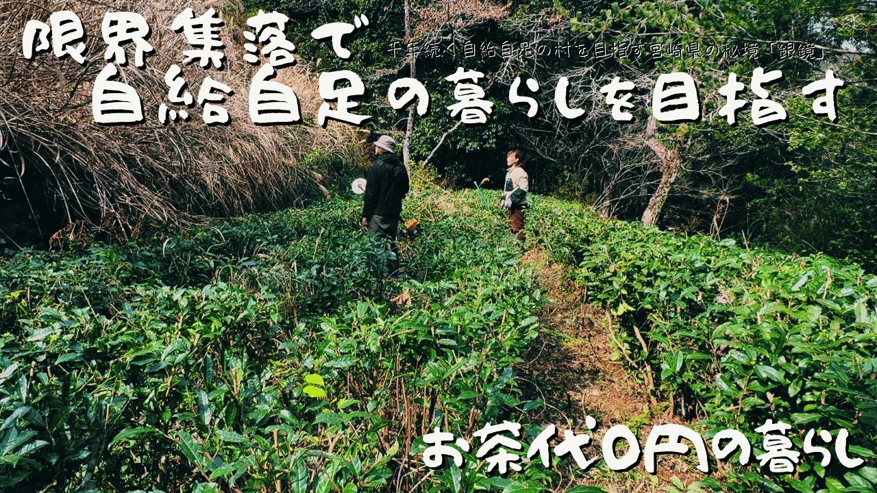 氷点下の朝も、暮らしは続く。40代夫婦が向き合う今冬最強寒波と庭のお茶の木の剪定、そして寒仕込み味噌