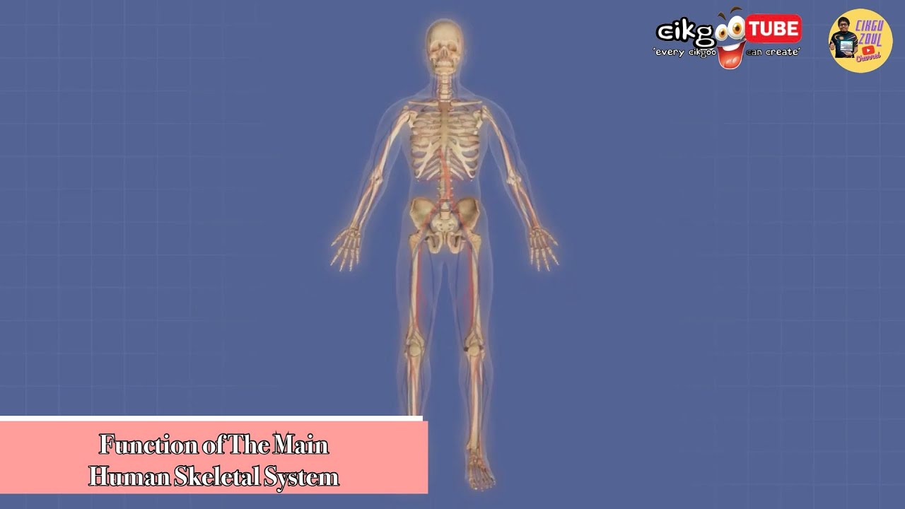 [DLP] Science Year 5 - Function of The Main Human Skeletal System