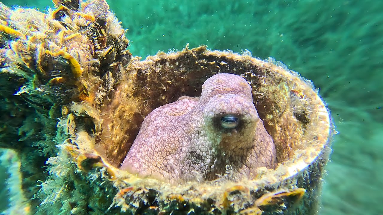 Diving Rye Pier -  21 Feb 2024