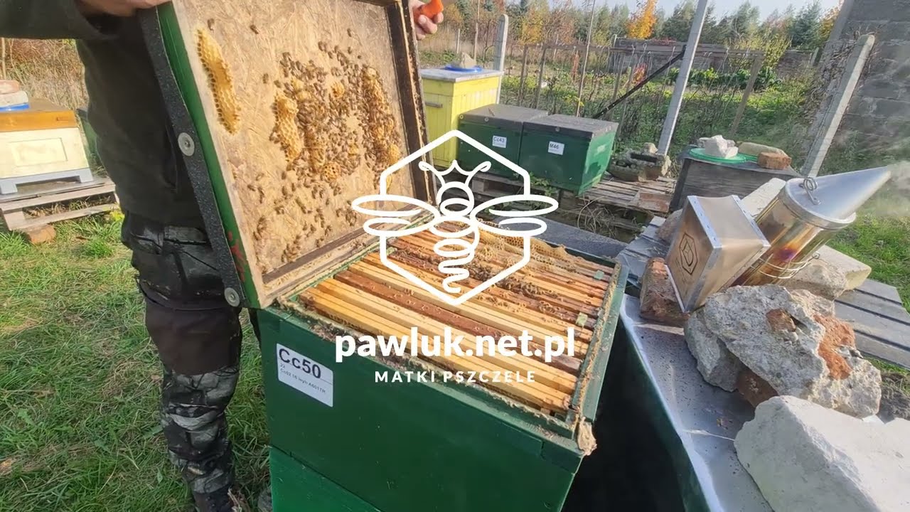 Matka pszczela Buckfast Kaukaski w październiku 2022 .. matki pszczele pawluk.net.pl