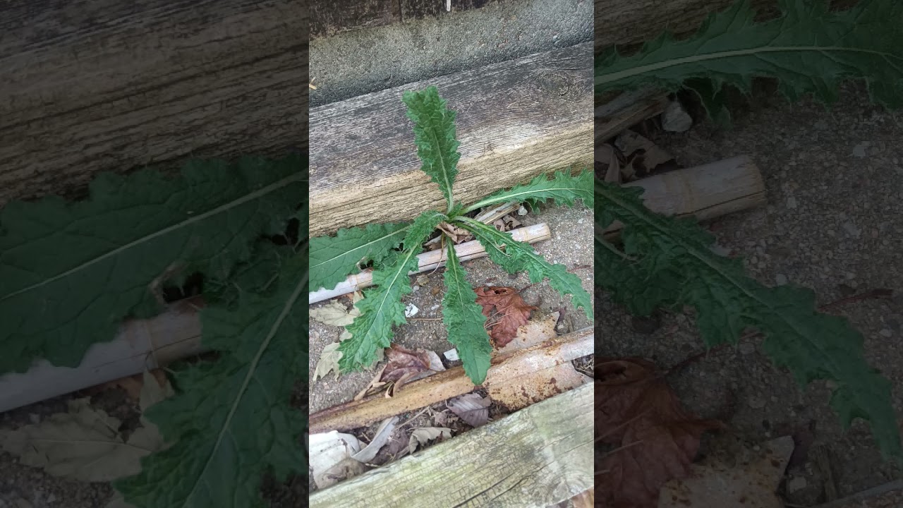 Free bull thistle plant for sale! 😂
