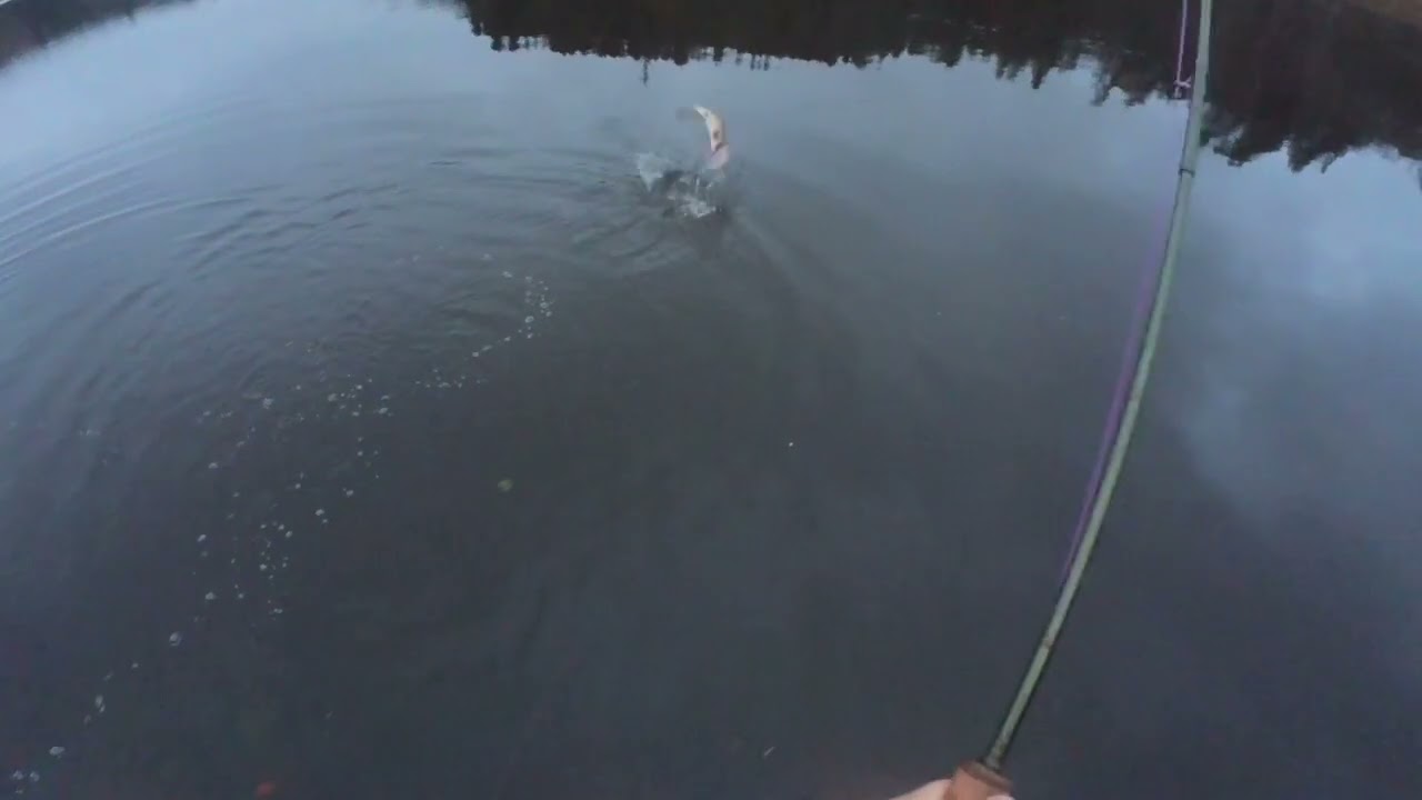 TRICKED A PIKE in the Grass 🐊