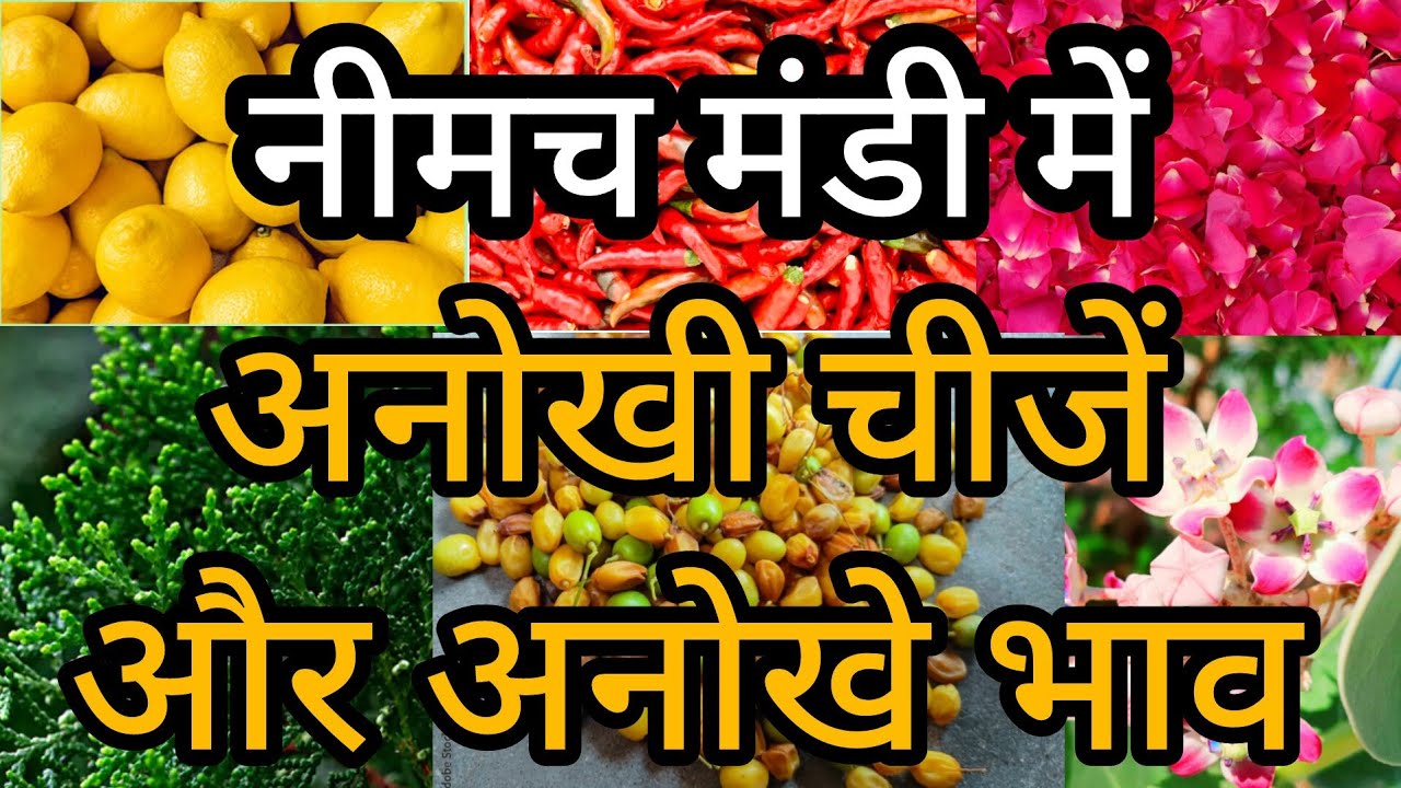 नीमच मंडी में बिकती हैं सारी अनोखी चीजें और भाव भी अनोखे।। नीमच मंडी औषधी मंडी ।। NEEMUCH MANDI BHAV