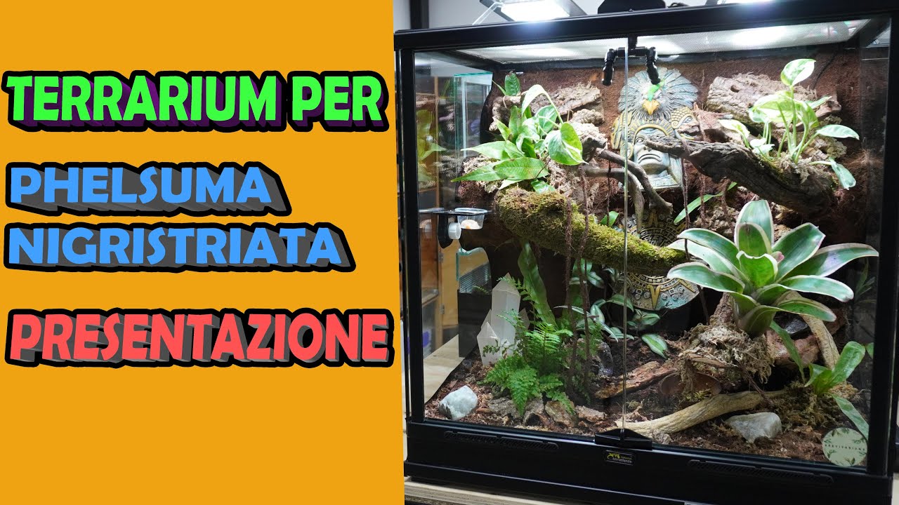 PHELSUMA NIGRISTRIATA - TERRARIO - RETTILI - BASSI GARDEN - DRE_VIVARIUMS