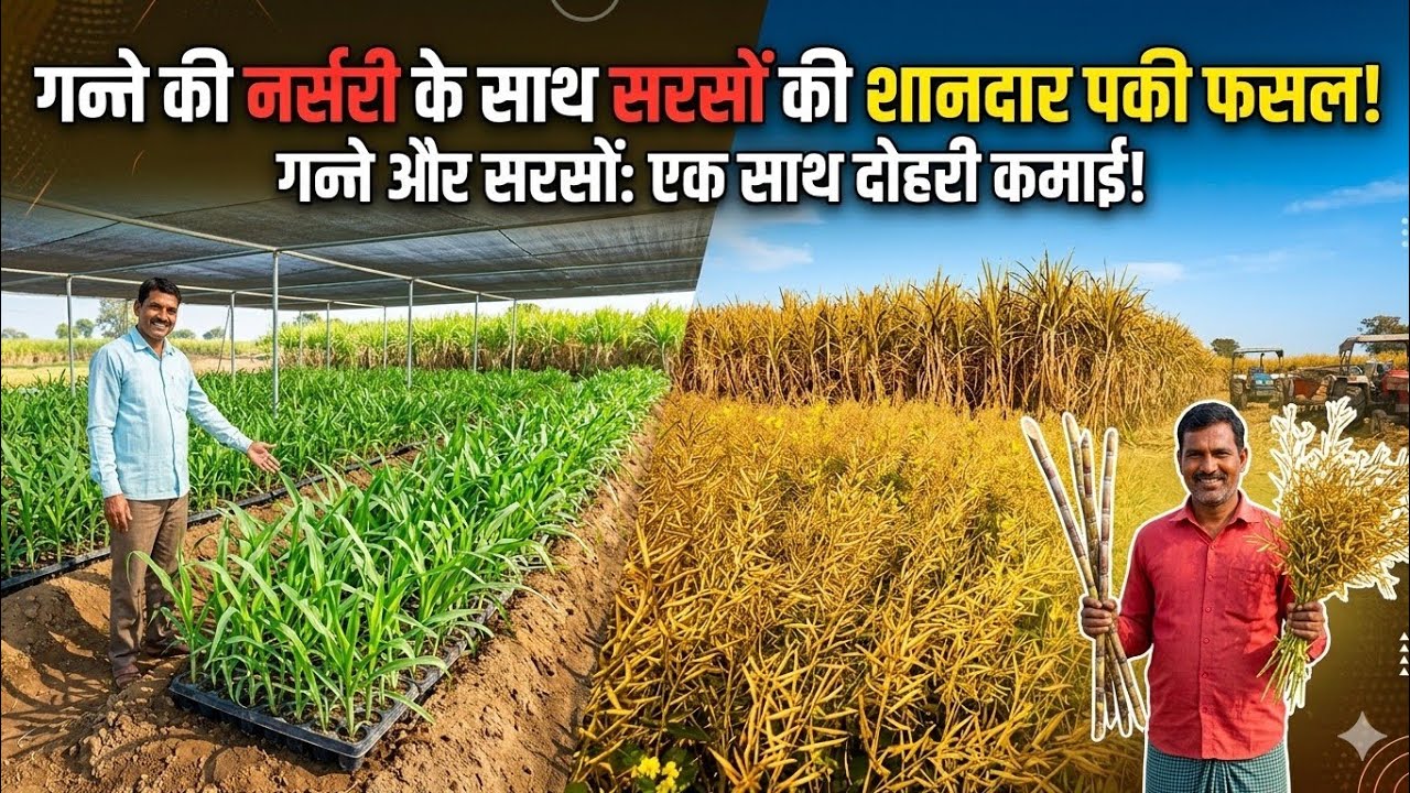 गन्ने सरसो बुवाई से हुआ फायदा या नुकसान