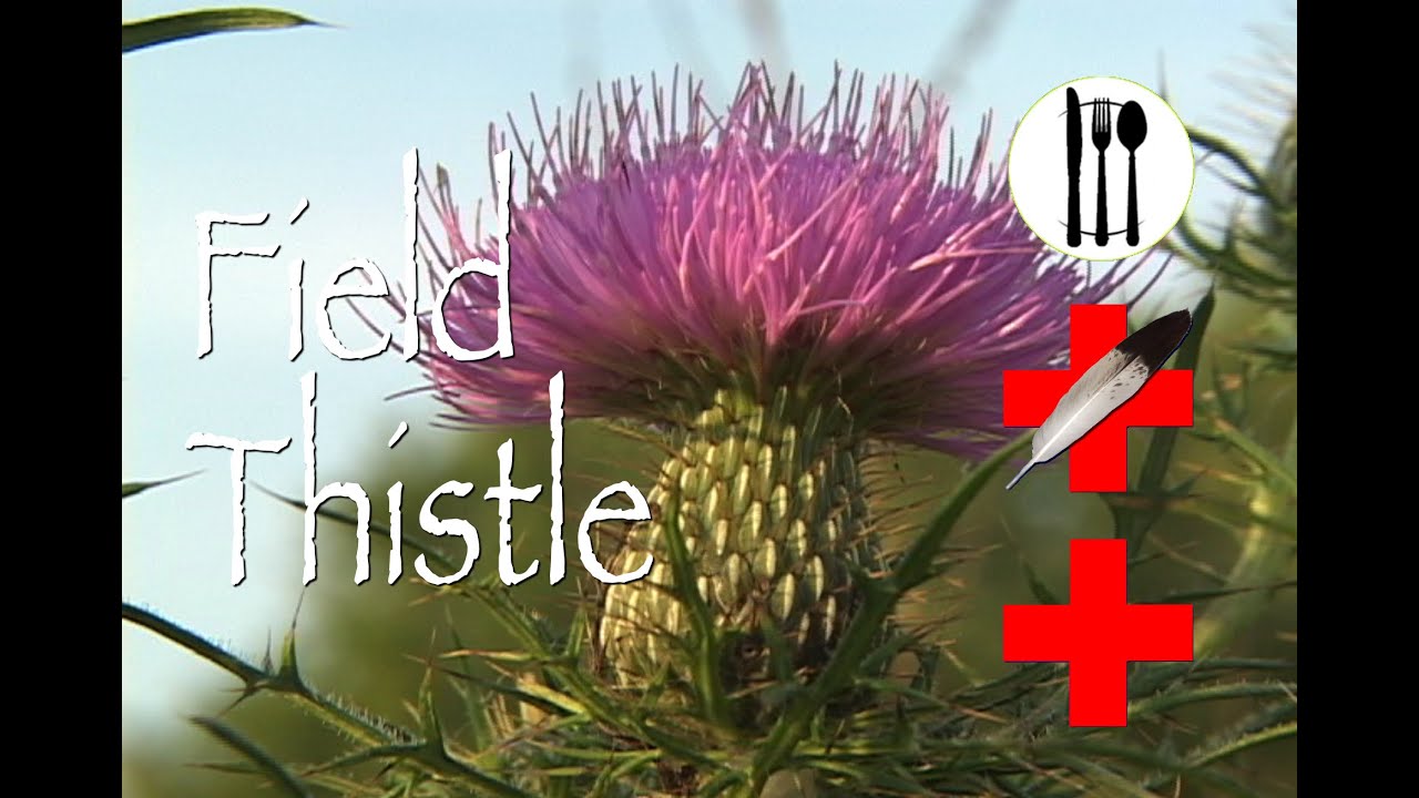 Field Thistle: Edible & Medicinal