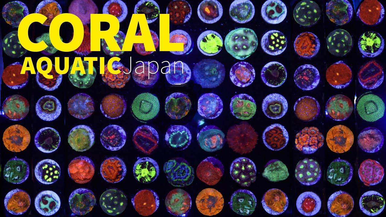 Amazing Coral Farm in Tokyo Japan! Coral Aquatic サンゴ専門店