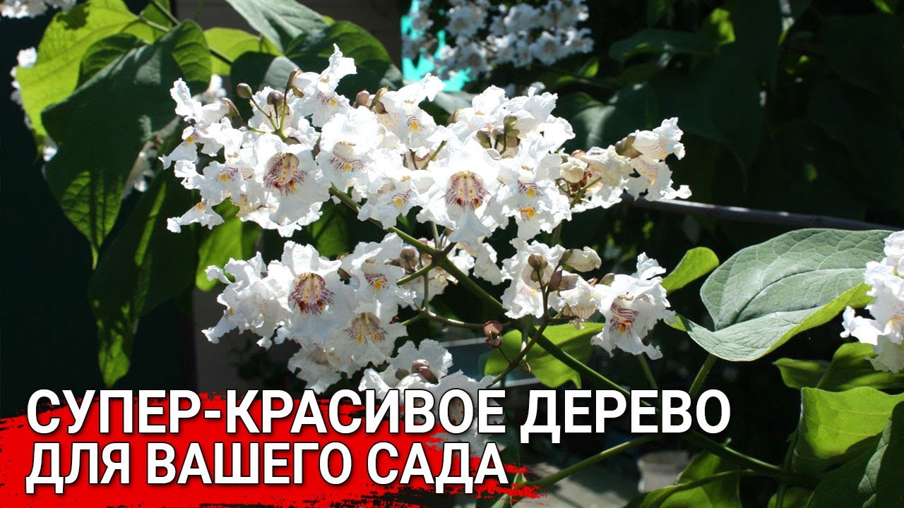 Супер-красивое дерево для вашего сада