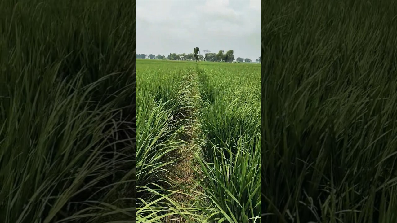 Pusa Basmati 1886 in its 70-day stage #dhan