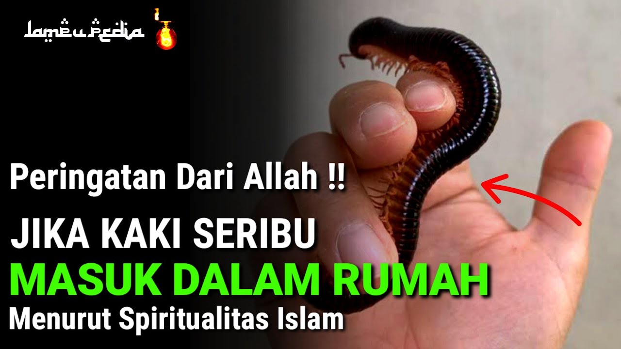 HARUS WASPADA !! Inilah 13 Pertanda Jika Kaki Seribu Masuk Rumah Menurut Islam