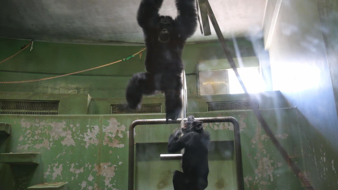 いきなりサンタディスプレイ　動物園でコスト削減最優先、ありえない千葉市動物公園　チンパンジー・ゴリラ　202601