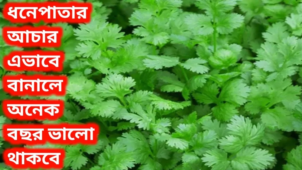 ধনেপাতার আচার রেসিপি//এভাবে বানালে অনেক বছর ধরে সংরক্ষণ করা যাবে//Dhonepatar Achar Recipe in Bangla.