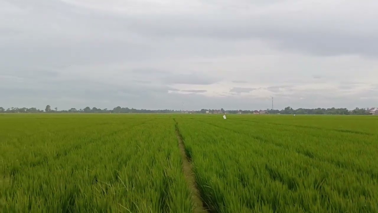 Saya pikir memiliki tanah dan tidak merusaknya adalah seni terindah yang ingin dimiliki siapa pun.