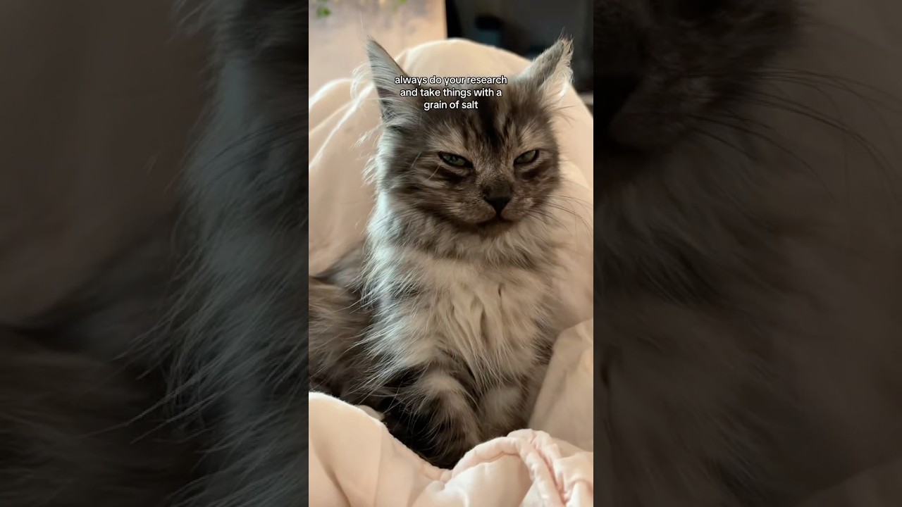 6 tips for when you get a kitten #cat #cattips #kitten #kittentips