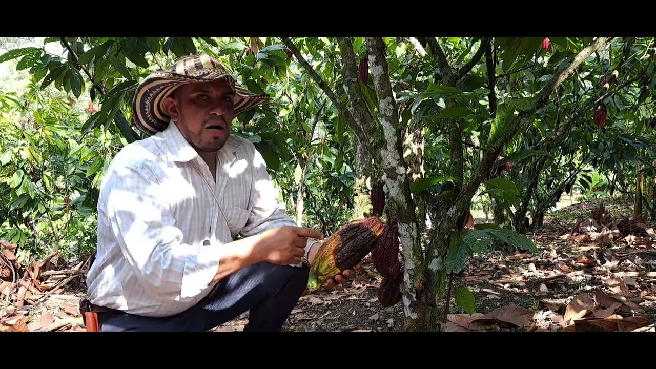 como controlar la fitopthora (phytophthora) en cacao