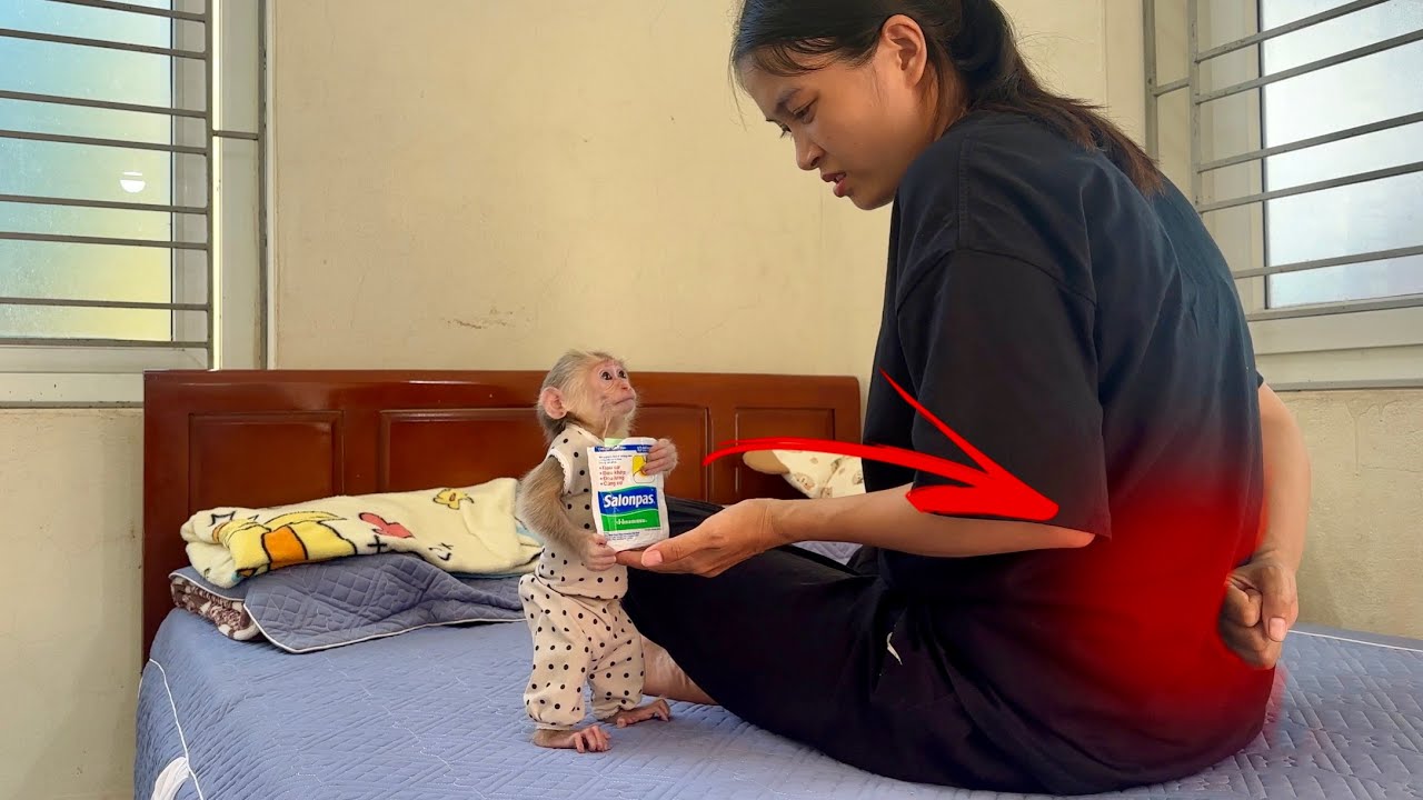 Monkey Abi helps  get a pain relief patch when she has back pain
