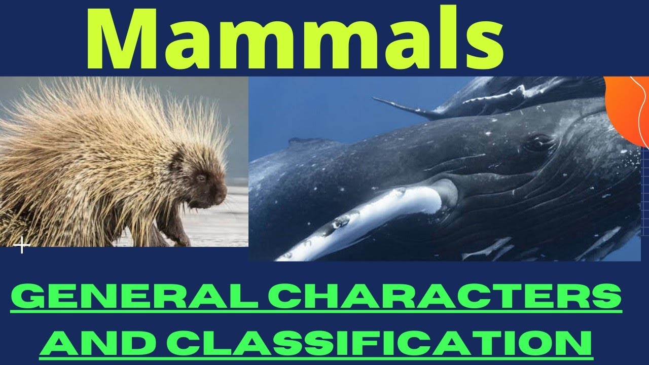 Class Mammalia General Characters and classification.