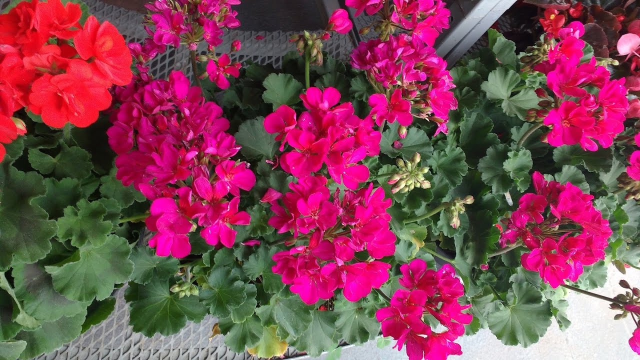MALVON // GERANIO // PELARGONIUM