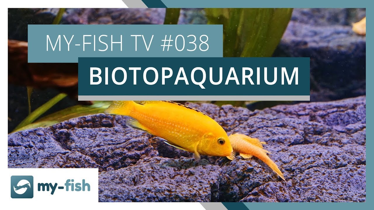 Das Biotopaquarium | my-fish TV