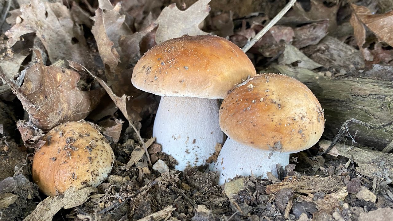 VAYA JORNADA!!! Boletus Edulis del 20 de septiembre de 2024