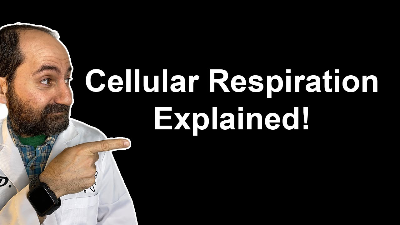 Cellular Respiration Explained!